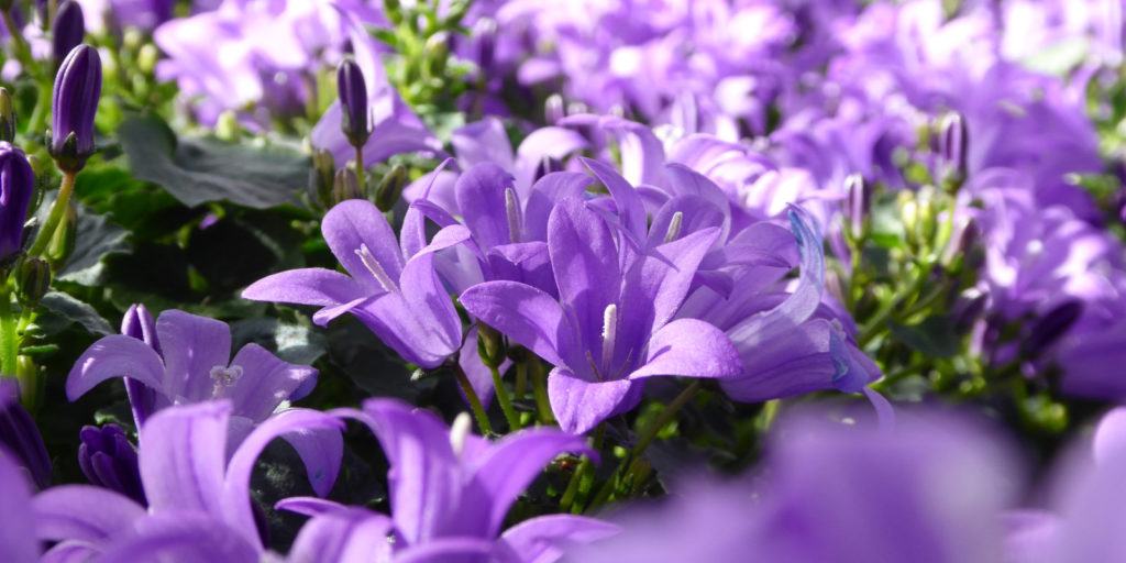 Campanula