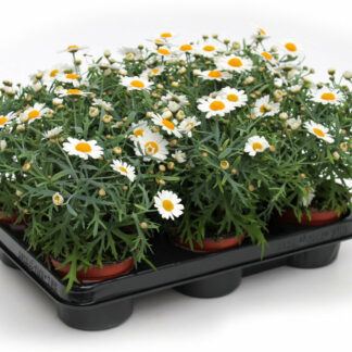 Argyranthemum fructescens weiß