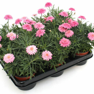 Argyranthemum Fructescens gefüllt rosa