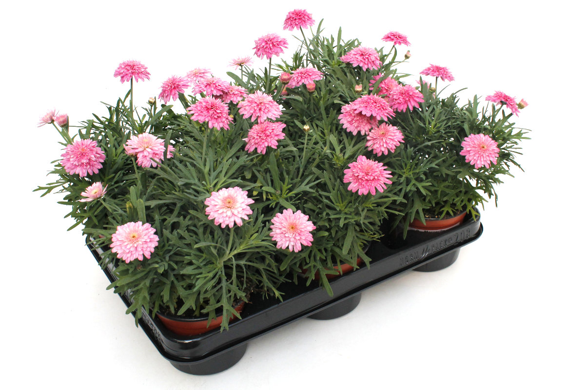 Argyranthemum Fructescens gefüllt rosa