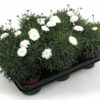 Argyranthemum Fructescens gefüllt weiß