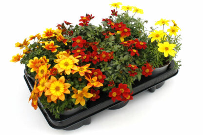 Bidens ferulifolia MIX