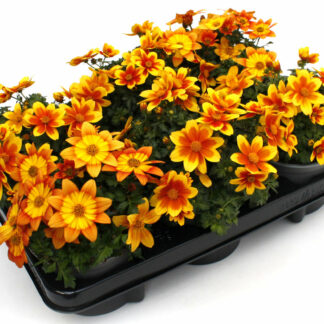 Bidens ferulifolia orange