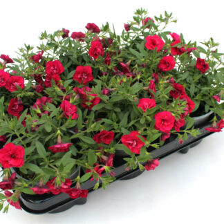 Calibrachoa gefüllt rot