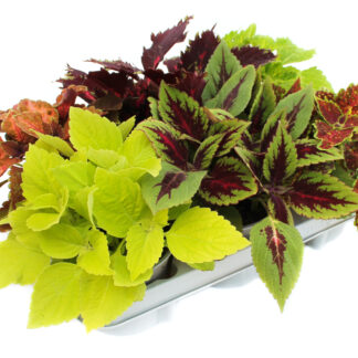 Coleus Mix