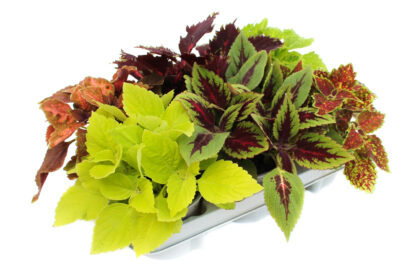 Coleus Mix