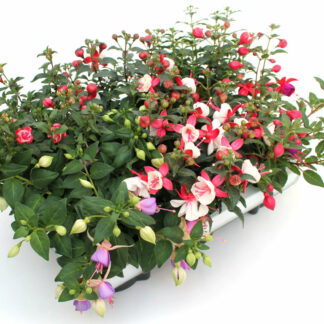 Fuchsia hybrida Mix stehend