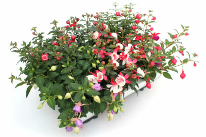 Fuchsia hybrida Mix stehend