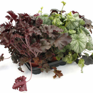 Heuchera americana Mix