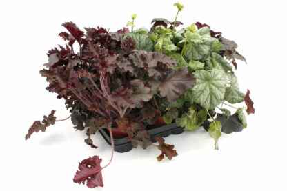 Heuchera americana Mix