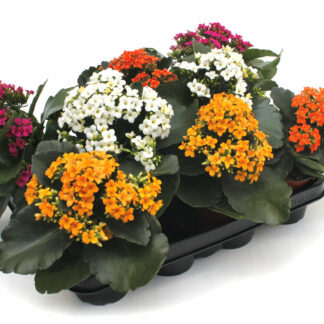 Kalanchoe Blossfeldiana Mix