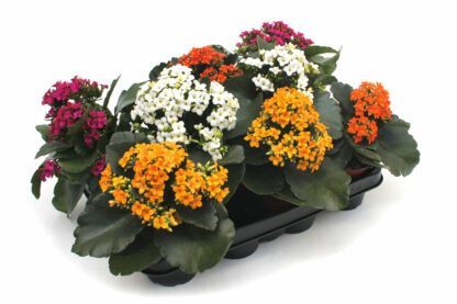 Kalanchoe Blossfeldiana Mix