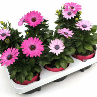 Osteospermum ecklonis rosa