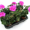 Pelargonium peltatum lila