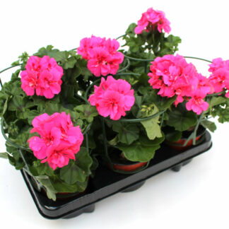 Pelargonium peltatum rosa