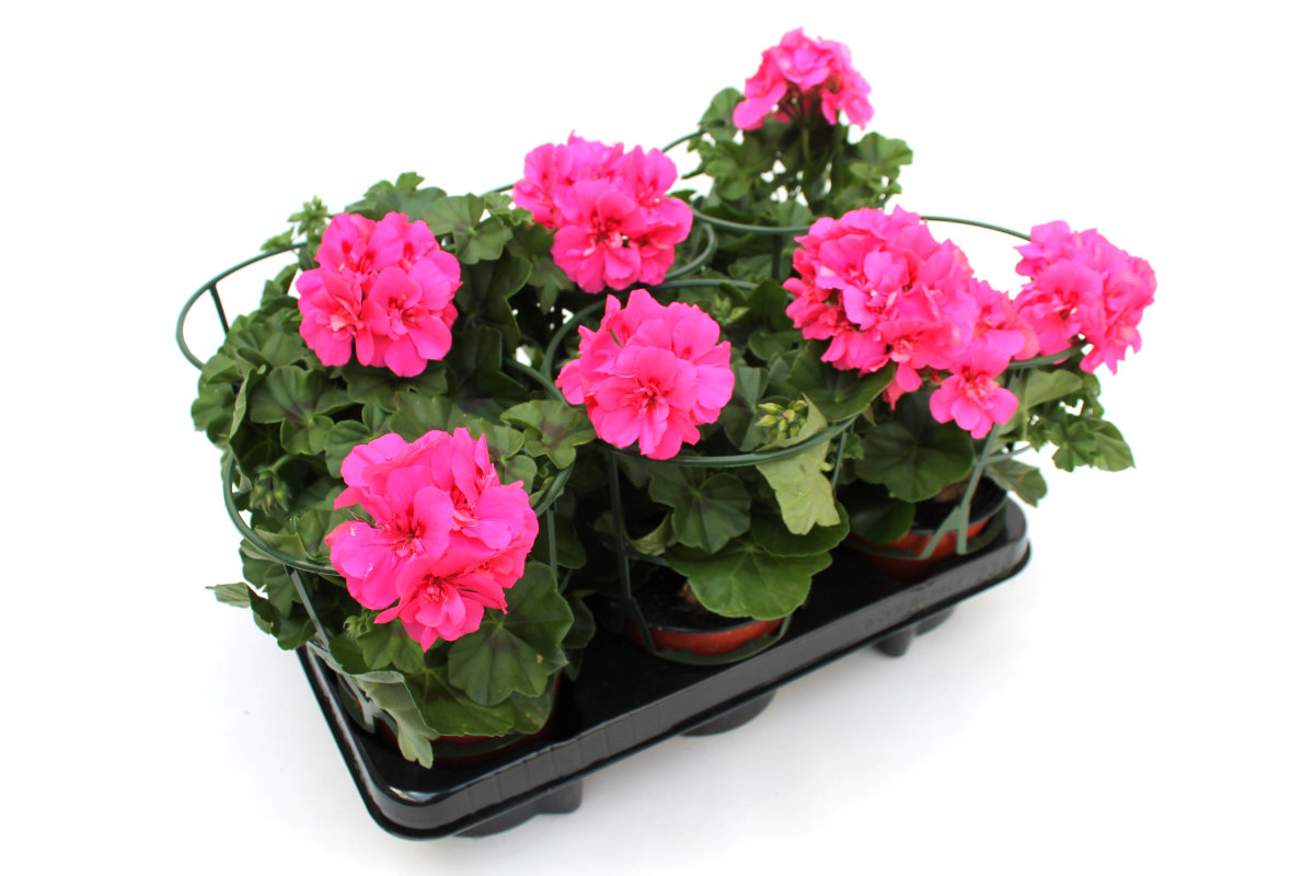 Geranien Pelargonien hängend, 6 Pflanzen Wir brauchen Blumen