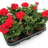 Pelargonium peltatum rot