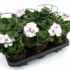 Pelargonium peltatum weiß