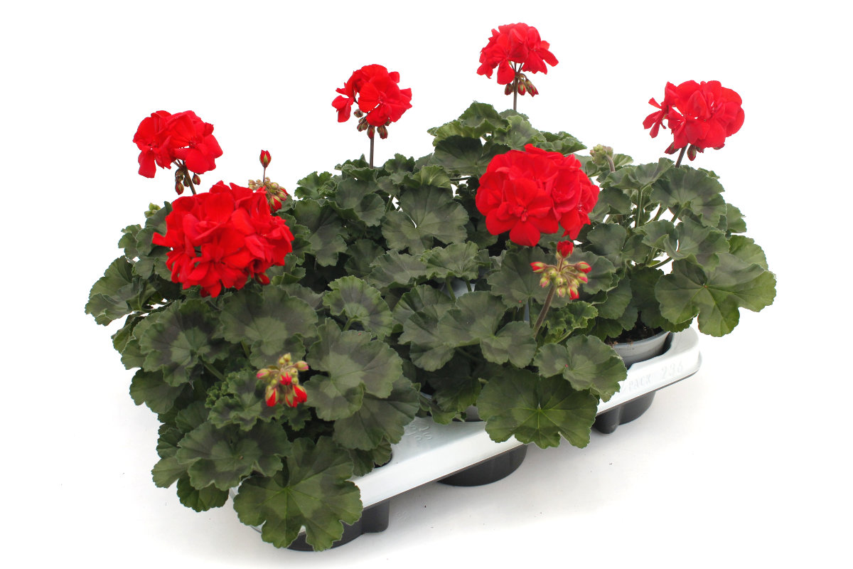 Geranien Pelargonien stehend, 6 Pflanzen Wir brauchen Blumen