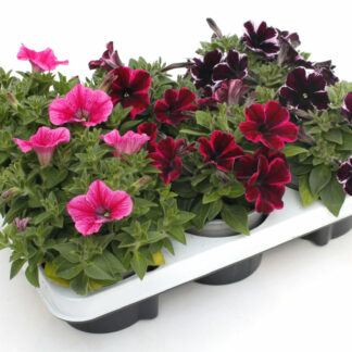 Petunia Sweetunia Mix