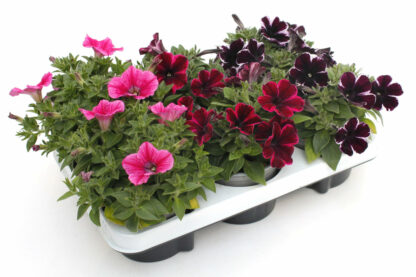 Petunia Sweetunia Mix