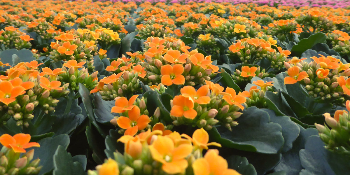 Kalanchoe orange