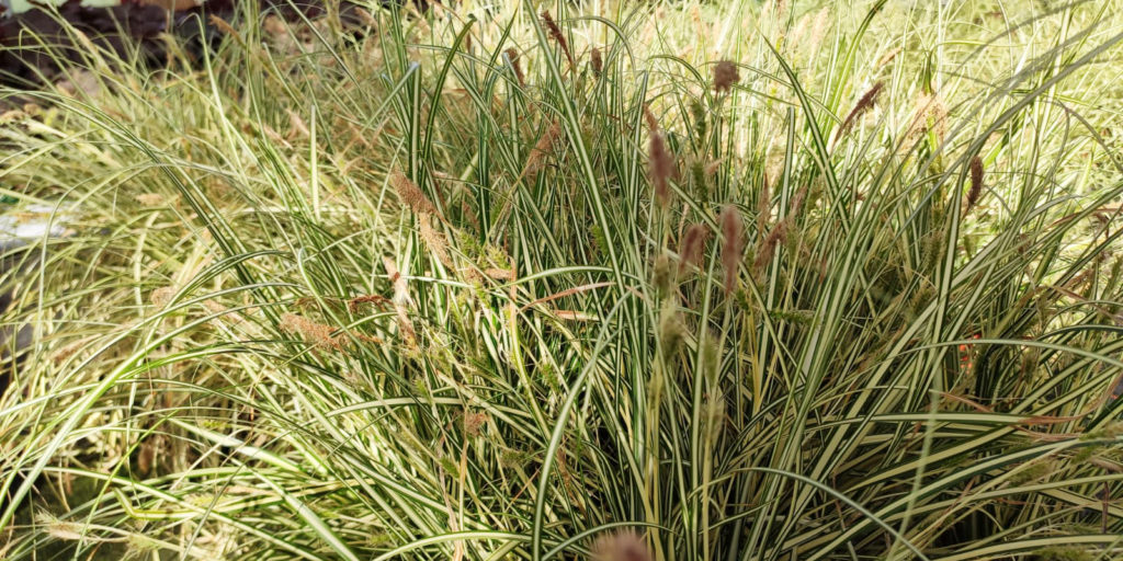 Gras Carex