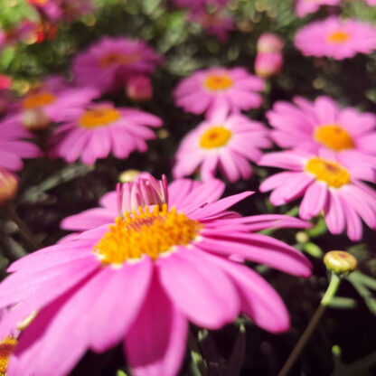 Argyranthemum frutescens rosa