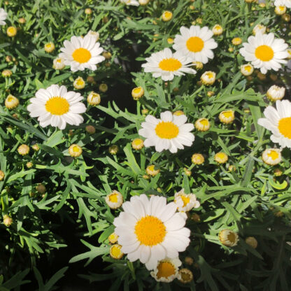 Argyranthemum frutecens weiß