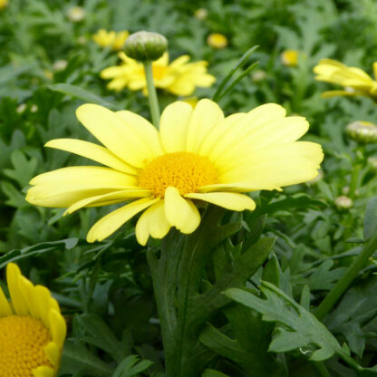 Argyranthemum frutescens gelb