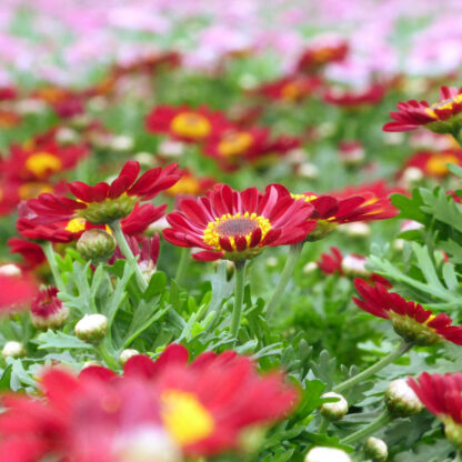 Argyranthemum frutescens rot