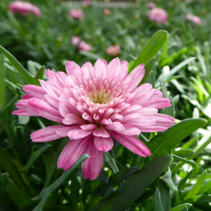 Argyranthemum frutescens rosa