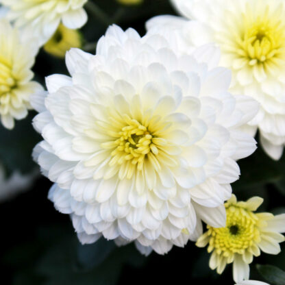 Argyranthemum frutescens weiß