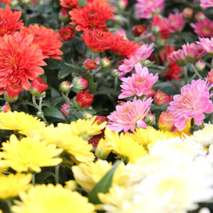 Argyranthemum frutescens bunt