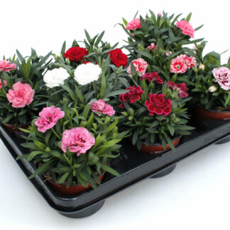 Dianthus caryophyllus Mix