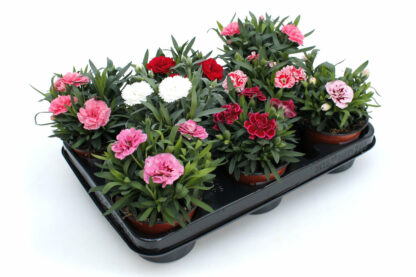 Dianthus caryophyllus Mix