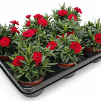 Dianthus caryophyllus rot