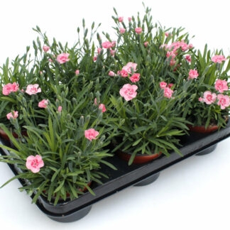 Dianthus cultivars Peach Party