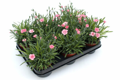 Dianthus cultivars Peach Party