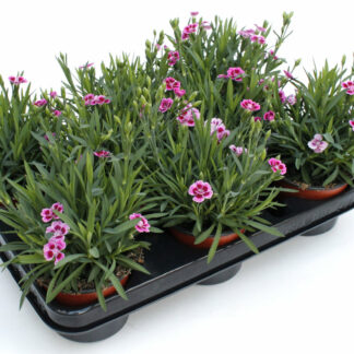 Dianthus cultivars Pink Kisses