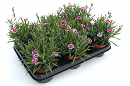 Dianthus cultivars Pink Kisses