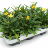 Xerochrysum bracteatum gelb