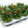 Xerochrysum bracteatum orange