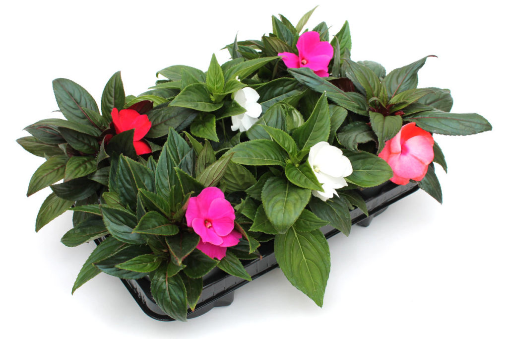Edellieschen - Impatiens Mix, 6 Pflanzen - Wir brauchen Blumen