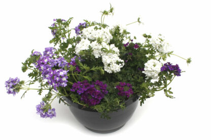 Verbena hybrid Ampel blau, weiß, lila