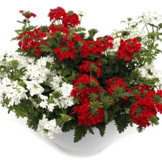 Verbena hybrid Ampel rot-weiß