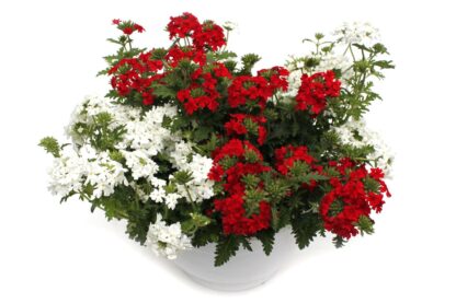 Verbena hybrid Ampel rot-weiß