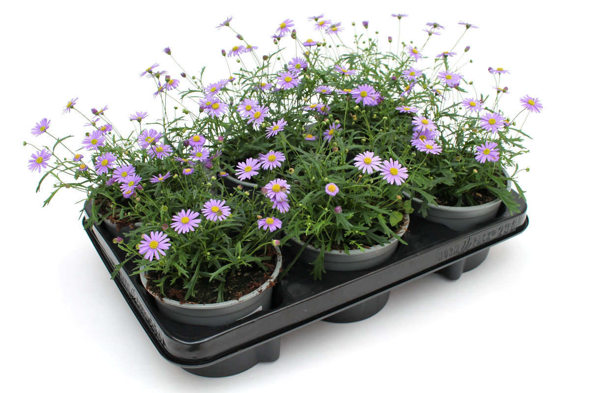 Brachyscome multifida