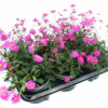 Brachyscome multifida rosa