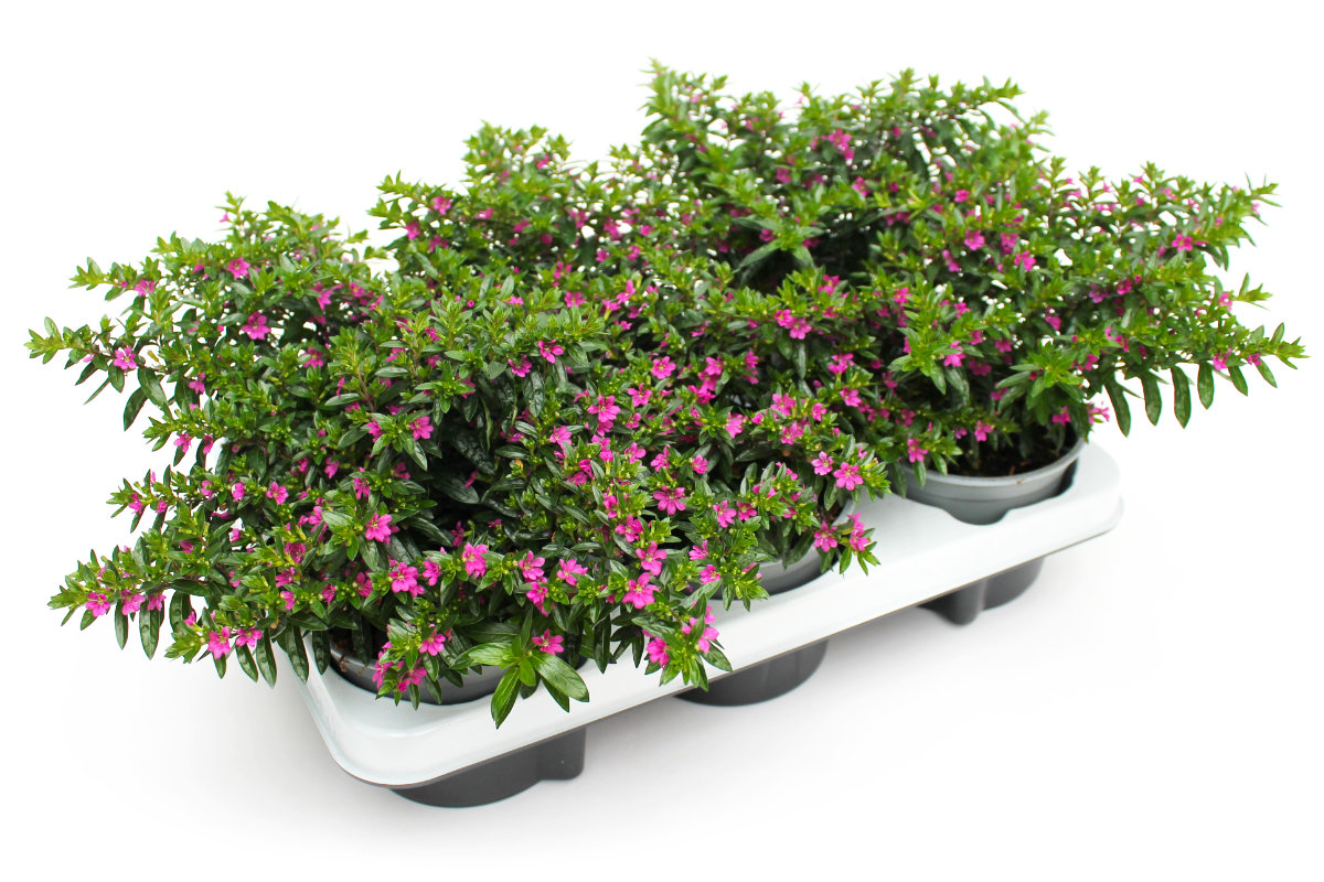 Cuphea hyssopifolia violett